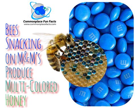 mms bee com|colored honey from m&m plant.